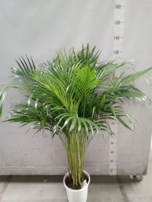 <h4>Dypsis lutescens   ...Chrysalidoca</h4>