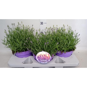 Lavandula angus. 'Hidcote'