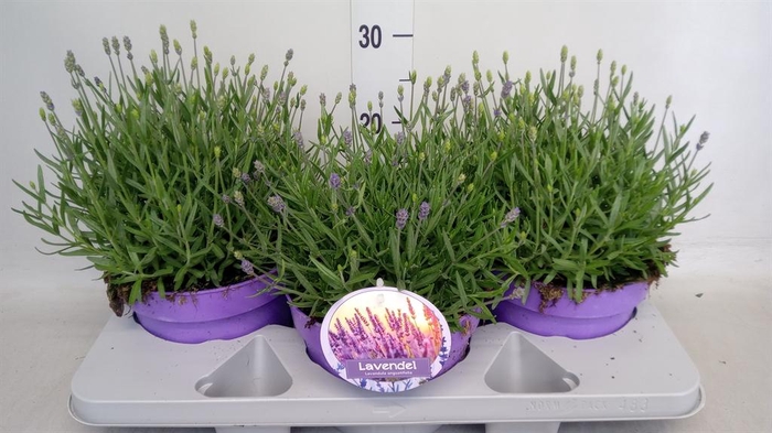 <h4>Lavandula angus. 'Hidcote'</h4>