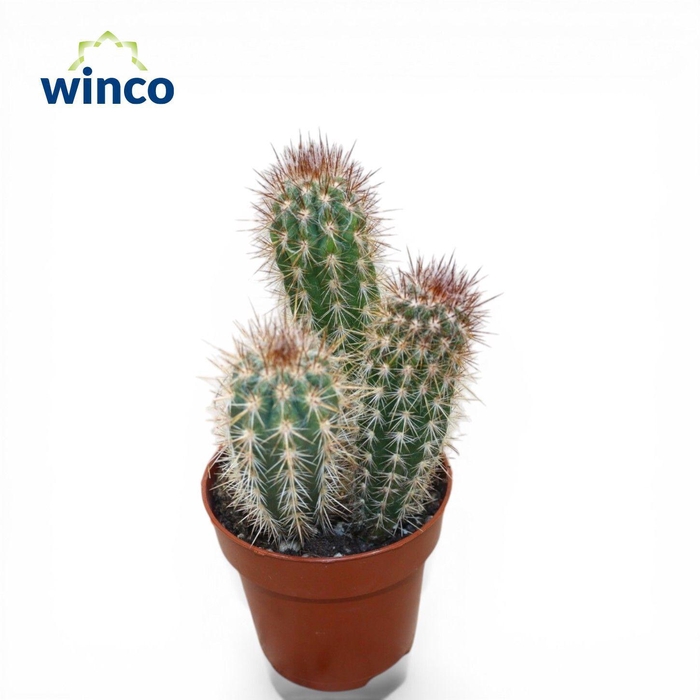 <h4>Pilosocereus Gounellei</h4>