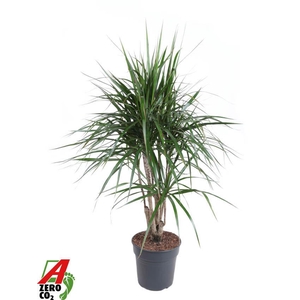 Dracaena Marginata vertakt P27