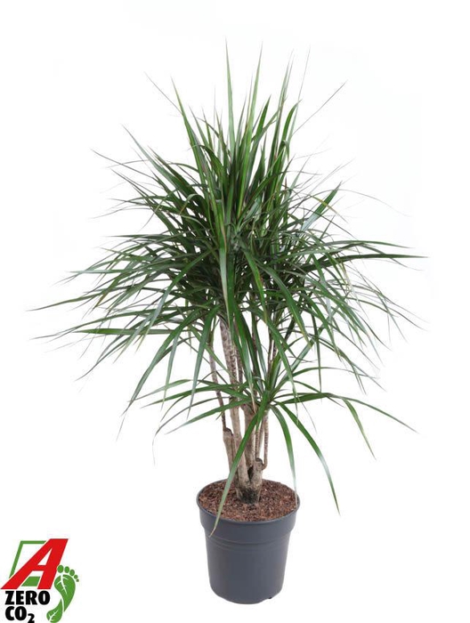 <h4>Dracaena Marginata vertakt P27</h4>