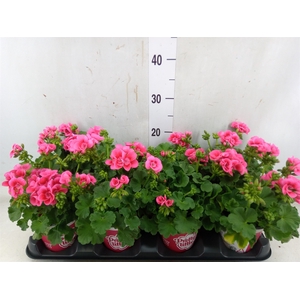 Pelargonium p.x z. 'Pret Lit Pk Sp'