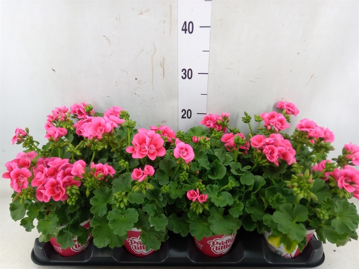 <h4>Pelargonium p.x z. 'Pret Lit Pk Sp'</h4>