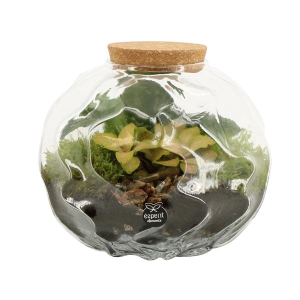 <h4>90675: Terrarium arrangement</h4>