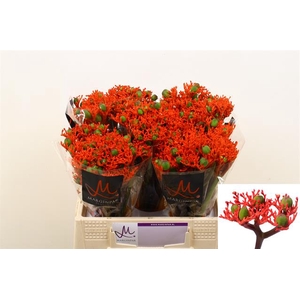 JATROPHA P FIRE
