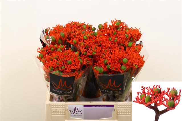 JATROPHA P FIRE