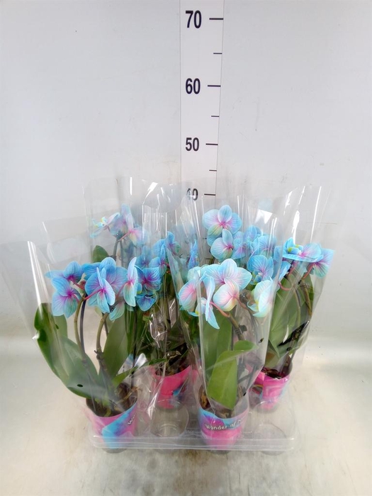 <h4>Phalaenopsis   ...</h4>