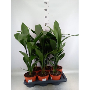Aspidistra elat.