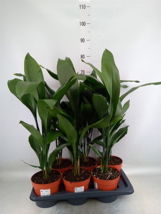 <h4>Aspidistra elat.</h4>