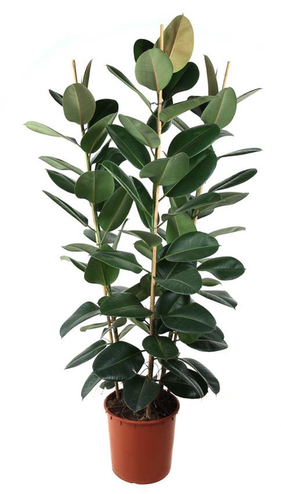 <h4>Ficus Elastica Robusta</h4>