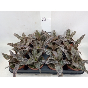 Cryptanthus zonatus