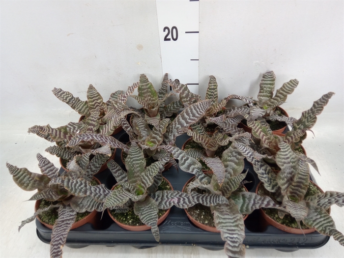 <h4>Cryptanthus zonatus</h4>