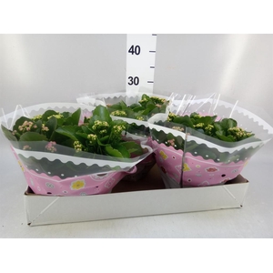 Kalanchoe blos.   ..rosebud mix/pot