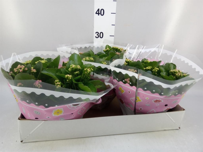 <h4>Kalanchoe blos. ..rosebud mix/pot</h4>