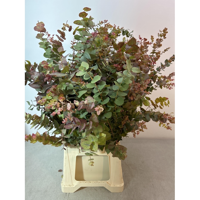 <h4>EUC STUARTIANA HERFST PB</h4>