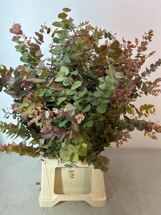 EUC STUARTIANA HERFST PB