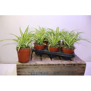 arr8 Chlor Com Variegatum