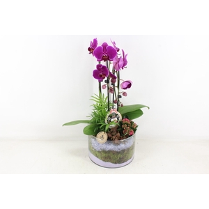 arr2 PL - Glas cilinder phal. lila