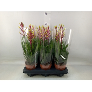 Guzmania  'Misty'