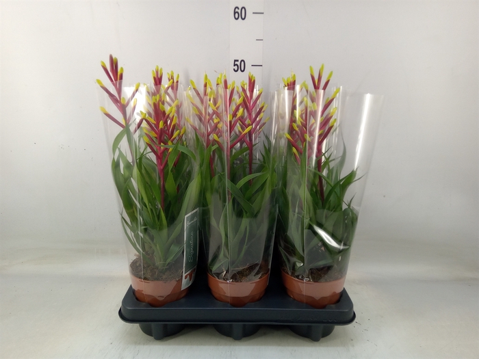 <h4>Guzmania  'Misty'</h4>