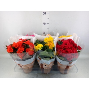 Begonia elat. DU   ...mix
