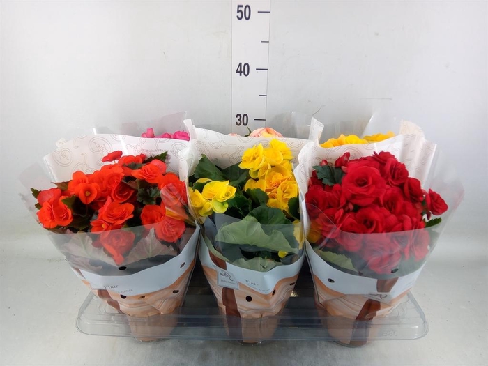 <h4>Begonia elat. DU ...mix</h4>