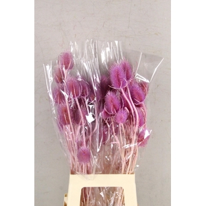 DF Dipsacus Li. Purple Bs 130g