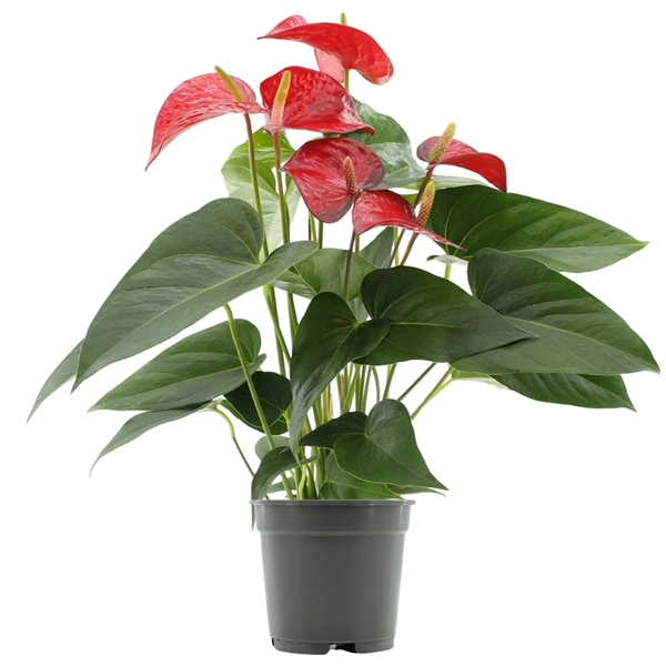 <h4>Anthurium Red Bull in transparant sleeve</h4>