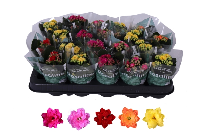 <h4>Kalanchoe Rosalina 06cm mix</h4>