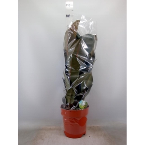 Ficus elastica 'Abidjan'