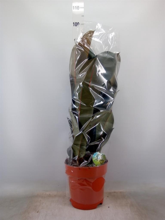 <h4>Ficus elastica 'Abidjan'</h4>