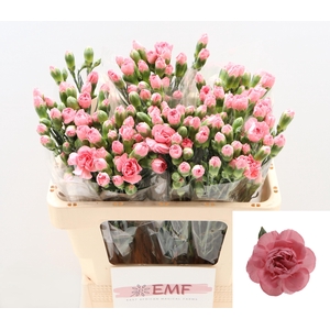 Di Tr Bubble Gum