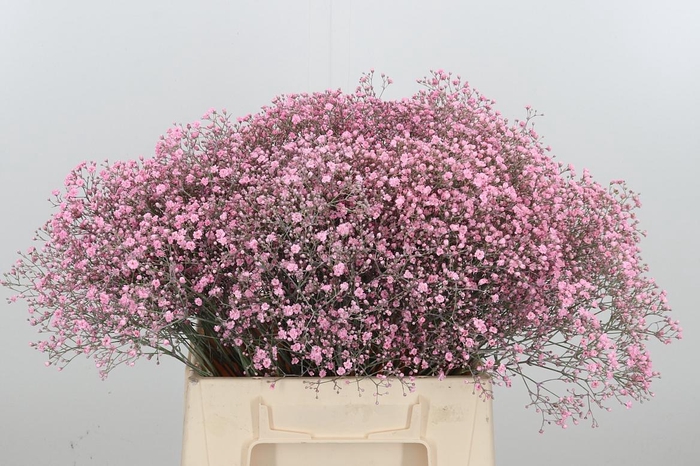 <h4>GYPS KL BH ROZE</h4>