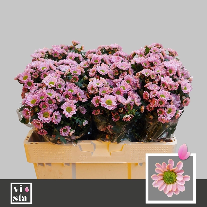 <h4>CHR S ROSSI PINK</h4>