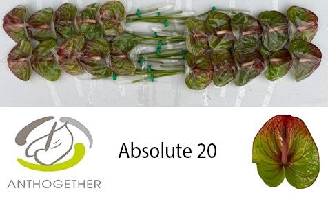 <h4>ANTH A ABSOLUTE</h4>