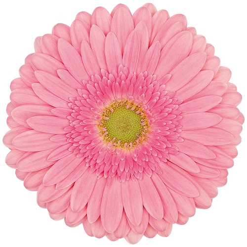 <h4>GERBERA FIGARO >10 CM DIAM <050 CM ROSA</h4>