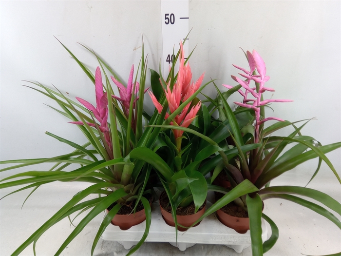 <h4>Tillandsia  ...mix</h4>