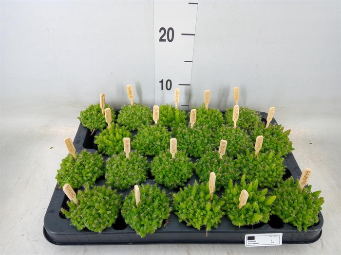 <h4>Hylocereus undatus</h4>