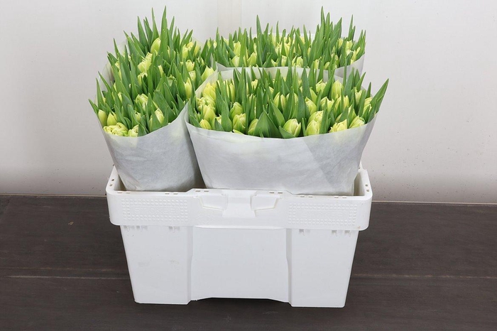 <h4>Tu Du Avant Garde</h4>