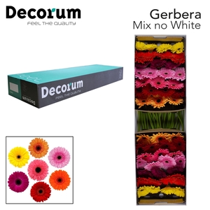GERBERA GB MIX x25
