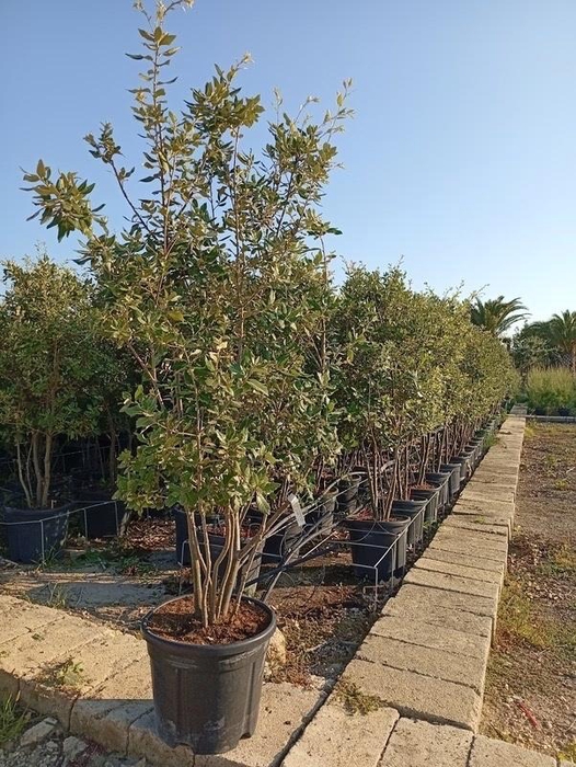 <h4>QUER ILEX</h4>