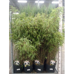 Fargesia rufa