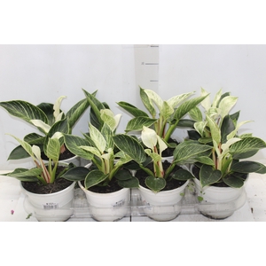 PHILODENDRON BIRKIN P15