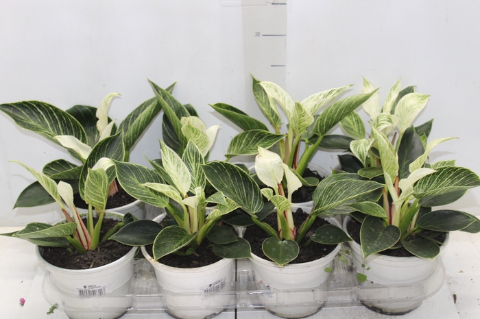 <h4>PHILODENDRON BIRKIN P15</h4>