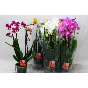 PHAL EL CASCADE