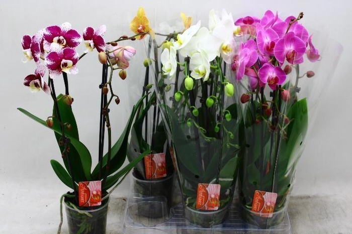 <h4>PHAL EL CASCADE</h4>