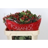 Hypericum True Romance Spray