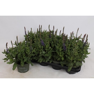 SALVIA NE SE DP BLUE