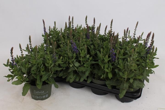 <h4>SALVIA NE SE DP BLUE</h4>